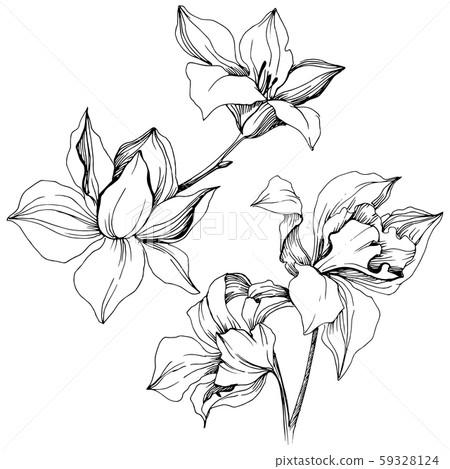 Vector tropical orchid flowers. Isolated illustration element. Vector tropical orchid flowers. Isolated illustration element. 59328124