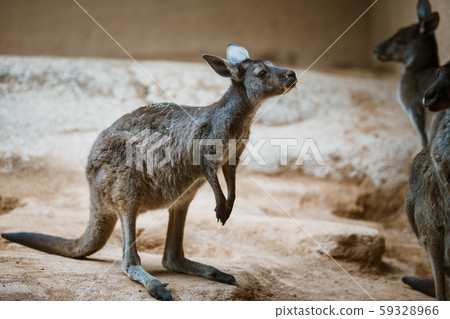 Funny adult gray kangaroo stands on its hind legs on a yellow stone in cloudy weather in winter Funny adult gray kangaroo stands on its hind legs on a yellow stone in cloudy weather in winter 59328966