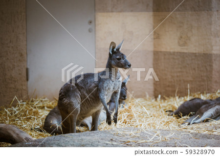 Funny adult gray kangaroo stands on its hind legs on a yellow stone in cloudy weather in winter Funny adult gray kangaroo stands on its hind legs on a yellow stone in cloudy weather in winter 59328970