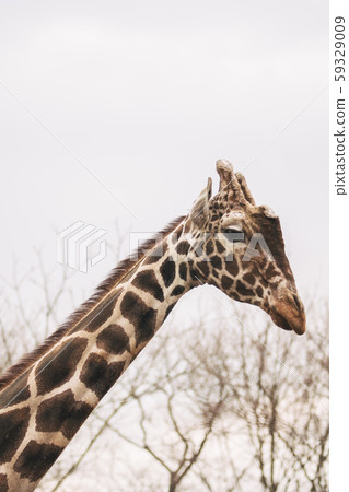 Portrait of a young male Reticulated Giraffe, Giraffa camelopardalis reticulata. Close up portrait Portrait of a young male Reticulated Giraffe, Giraffa camelopardalis reticulata. Close up portrait 59329009