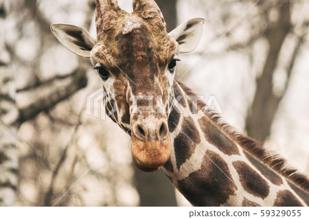 Portrait of a young male Reticulated Giraffe, Giraffa camelopardalis reticulata. Close up portrait 59329055