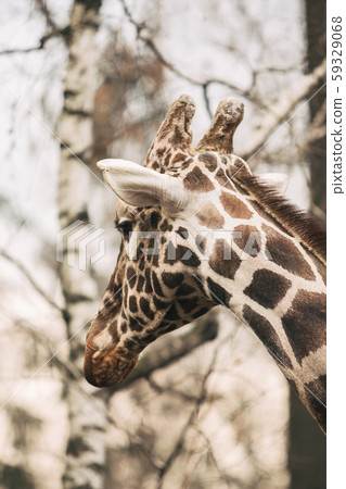 Portrait of a young male Reticulated Giraffe, Giraffa camelopardalis reticulata. Close up portrait 59329068