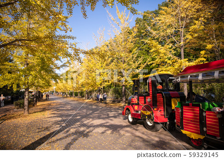 秩父冥想公園銀杏 秩父冥想公園銀杏 59329145