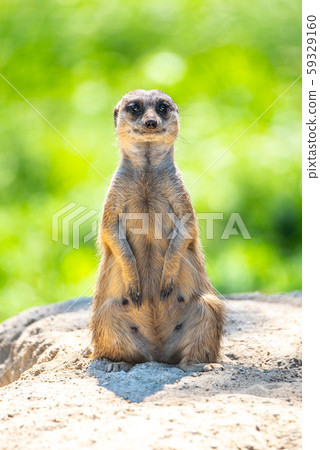 Meerkat, Suricata suricatta, sitting on the rock 59329160