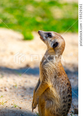 Meerkat, Suricata suricatta, sitting on the rock Meerkat, Suricata suricatta, sitting on the rock 59329161