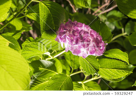 [Hydrangea Odawara Castle] 59329247