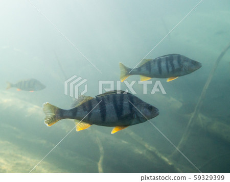 European perch underwater in a lake European perch underwater in a lake 59329399