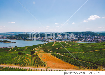 Panorama of the middle Rhine River valley with beautiful vineyards sloping down to a distant 59329743