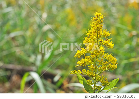 The yellow flower bird 59330105