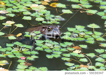 Bullfrog 59330347
