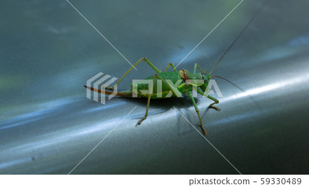 strange cricket strange cricket 59330489