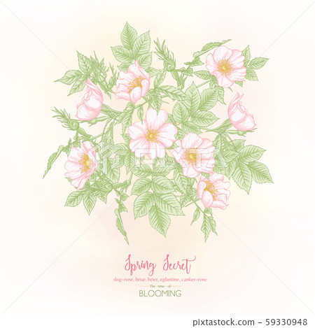 Dog-rose, briar, brier, eglantine, canker-rose. Dog-rose, briar, brier, eglantine, canker-rose. 59330948