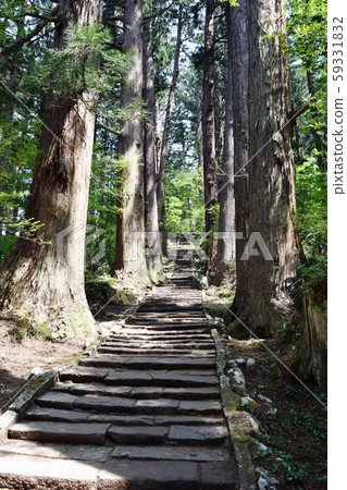 Haguroyama的雪松樹 59331832