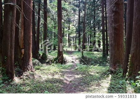 Haguroyama的雪松樹 Haguroyama的雪松樹 59331833