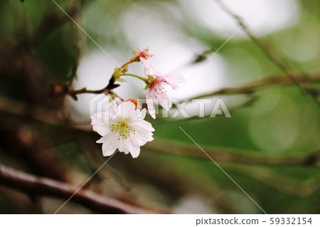 The everlasting cherry blossoms in October The everlasting cherry blossoms in October 59332154