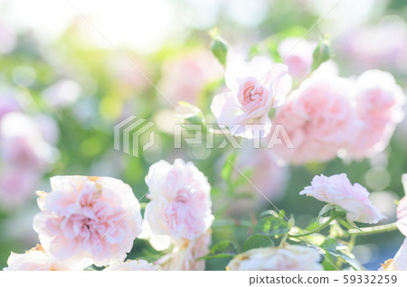 玫瑰（圖像剪裁） 59332259