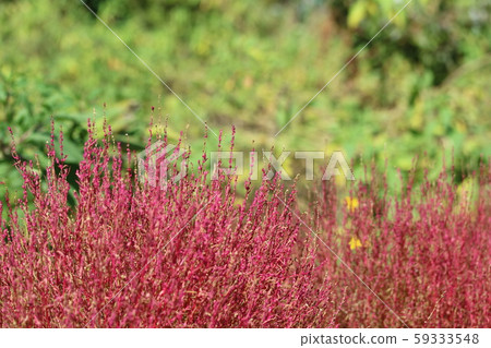 Autumn Kokia 59333548