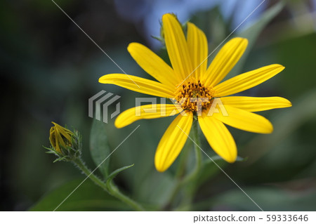 Flower of chrysanthemum Flower of chrysanthemum 59333646