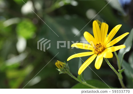 菊花之花 菊花之花 59333770