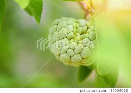 Sugar apple or custard apple on tree in the garden Sugar apple or custard apple on tree in the garden 59334018