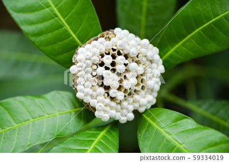 wasp nest on tree nature background or hornet nest wasp nest on tree nature background or hornet nest 59334019