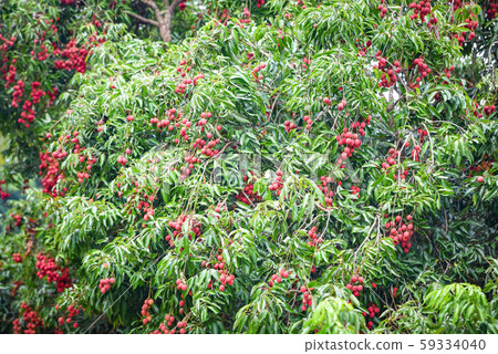 Fresh ripe lychee fruit hang on the lychee tree in Fresh ripe lychee fruit hang on the lychee tree in 59334040