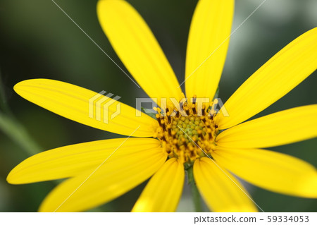 Flower of chrysanthemum Flower of chrysanthemum 59334053