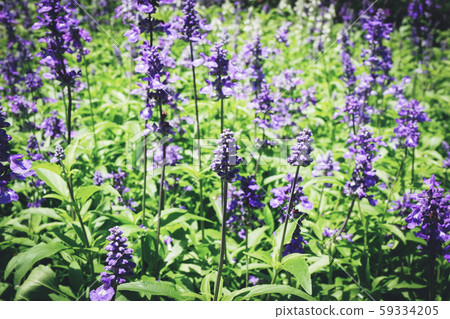 Blue Salvia flower blooming in the spring garden / 59334205