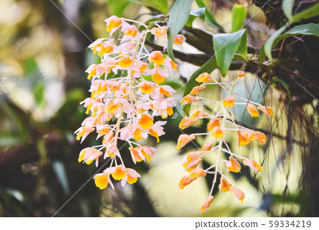 Wild orchids flower white and yellow beautiful on Wild orchids flower white and yellow beautiful on 59334219