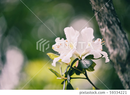 White azalea flower blossoming on nature garden - 59334221
