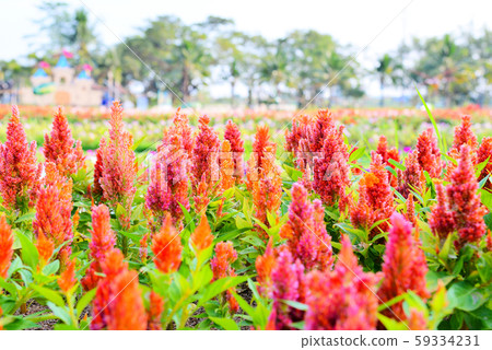 Orange plumed cockscomb or Celosia argentea 59334231
