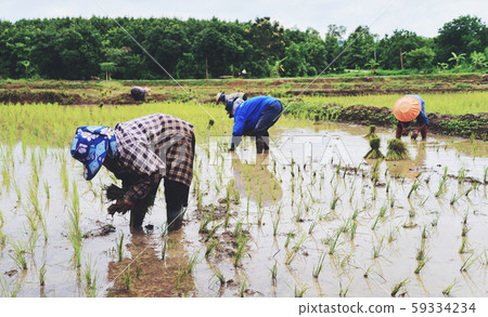 Farmer planting on the organic paddy rice farmland Farmer planting on the organic paddy rice farmland 59334234