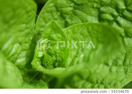 Close up of nature green leaves in the garden with 59334670