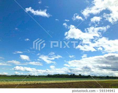 Cabbage field 59334941