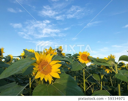Sunflower field 59334971