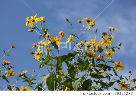 菊花之花 菊花之花 59335278