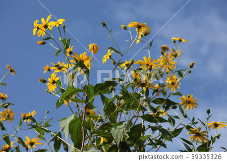 Flower of chrysanthemum 59335326