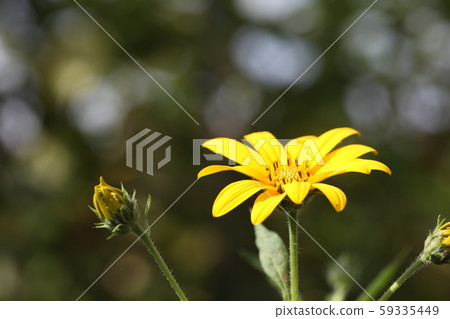 Flower of chrysanthemum 59335449