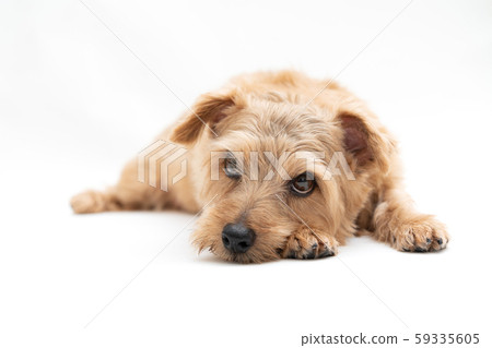 Norfolk Terrier Dog Stock Photo