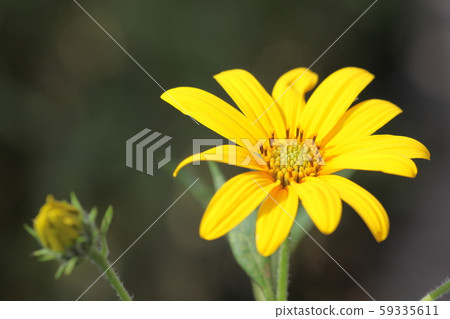 菊花之花 59335611