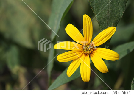 Flower of chrysanthemum Flower of chrysanthemum 59335655