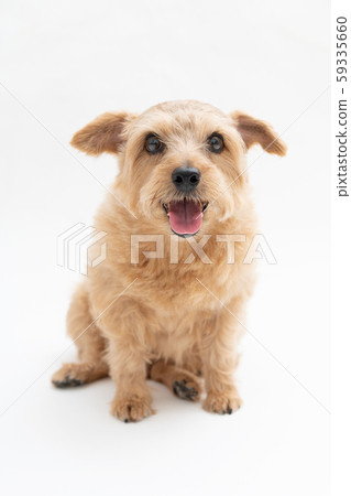 諾福克梗犬 諾福克梗犬 59335660