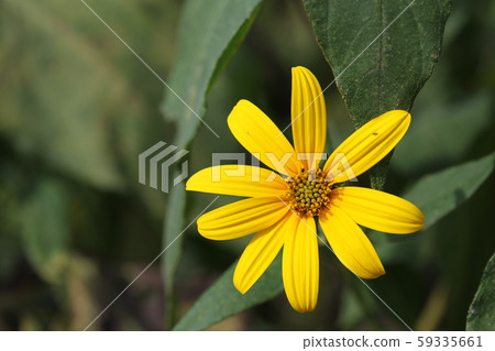 菊花之花 菊花之花 59335661