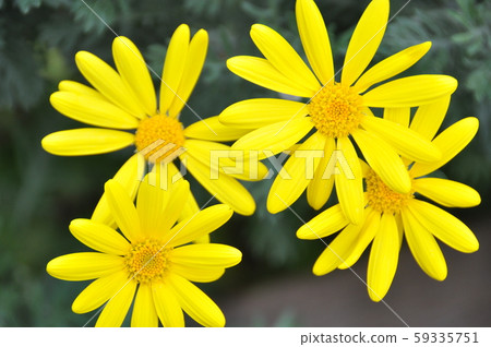 美麗的黃色花 美麗的黃色花 59335751