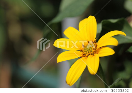 菊花之花 59335802