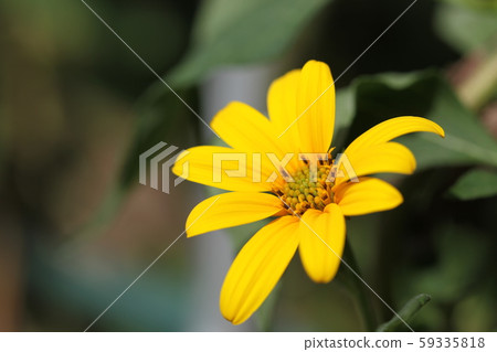 Flower of chrysanthemum 59335818