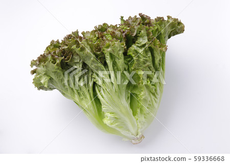 陽光生菜 陽光生菜 59336668