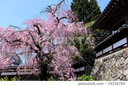 Weeping cherry and bell tower of Kongo-ji Temple in full bloom (1) Weeping cherry and bell tower of Kongo-ji Temple in full bloom (1) 59336789