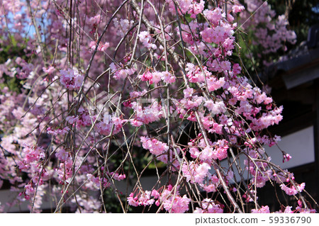 Weeping cherry blossoms at Kongo-ji Temple in the spring sunlight Weeping cherry blossoms at Kongo-ji Temple in the spring sunlight 59336790