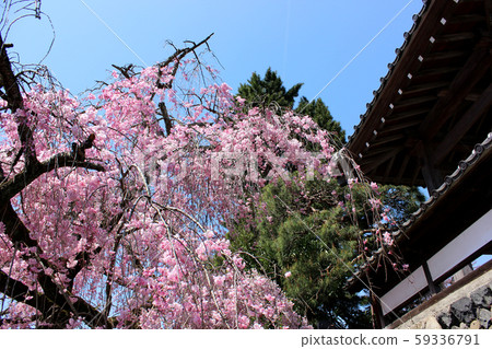 Weeping cherry and bell tower of Kongo-ji Temple in full bloom (2) Weeping cherry and bell tower of Kongo-ji Temple in full bloom (2) 59336791